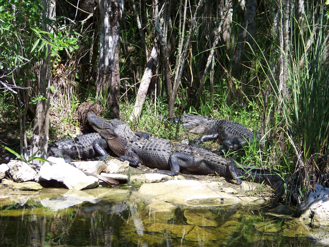 Vote the Outdoors: How Toxic Algae is Shaping Politics in Florida