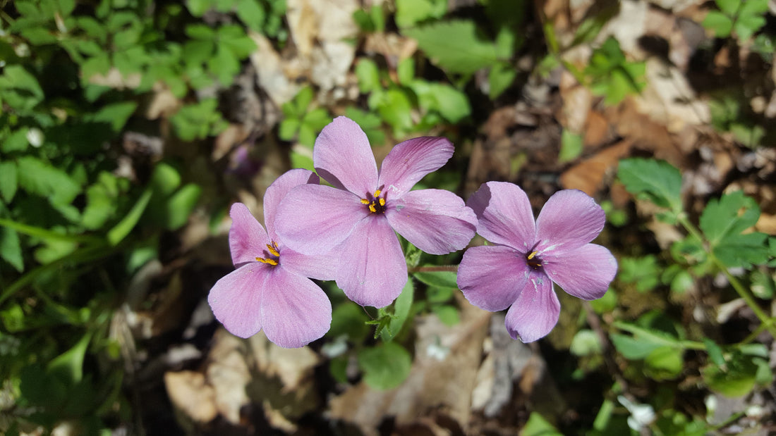 7 Ways to Make Nature Your Valentine’s Day Date