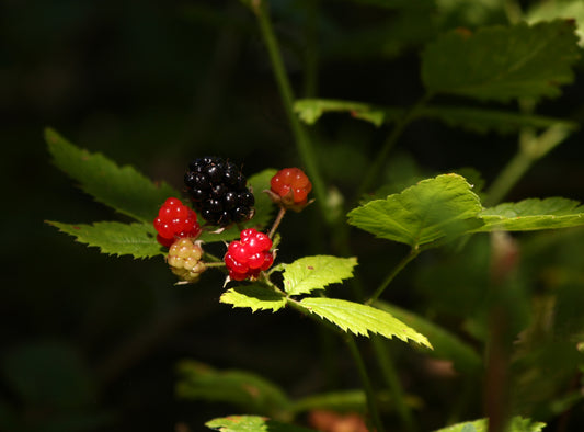 5 Tips for Foraging and Storing Food on a Thru-Hike