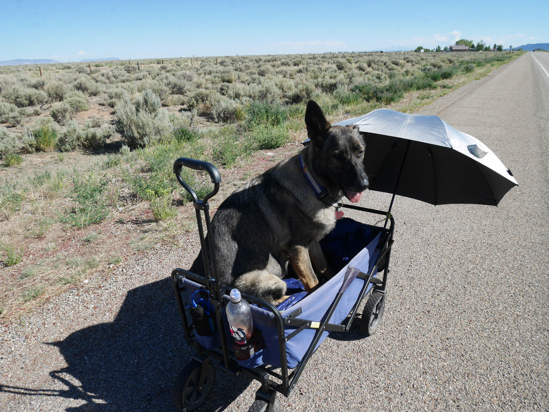 4 Ways to Use a Hiking Umbrella for Your Dog